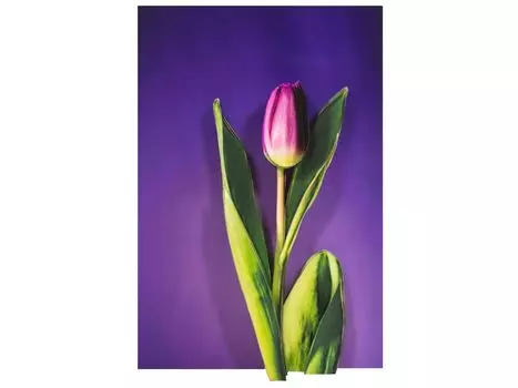 Папертоль «Тюльпан в сиреневом»