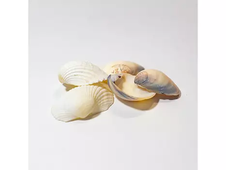 Ракушечник каспийский, 5 шт., ResinArt