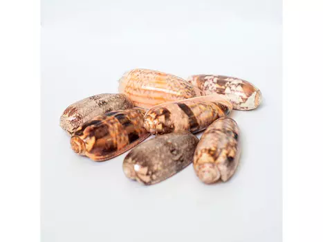 Ракушка Оливия, 1 шт., ResinArt