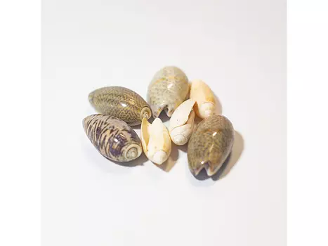 Ракушки морские Оливия микс, 7 шт., ResinArt