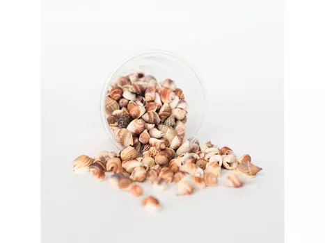 Ракушки Nutmeng, 100 мл, ResinArt