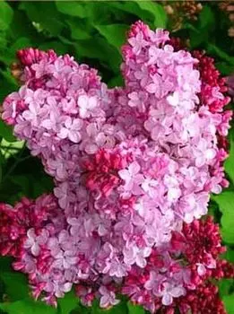 Рисунок на ткани «Розовая сирень»