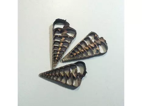 Срез Телескопиума, 1 шт., ResinArt