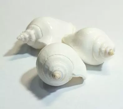 Стромбус канариум белый средний, 1 шт., ResinArt