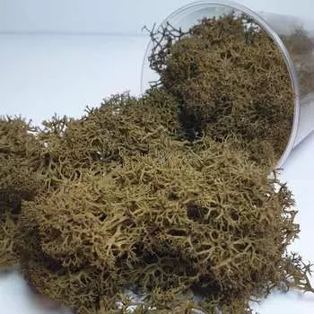 Ягель стабилизированный коричневый, ResinArt