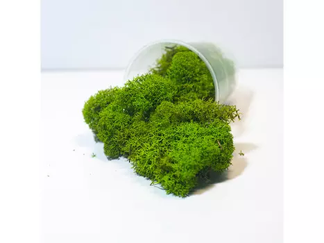 Ягель стабилизированный светло-зеленый, ResinArt