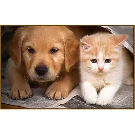 Алмазная мозаика