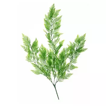 Аспарагус перистый искусственный