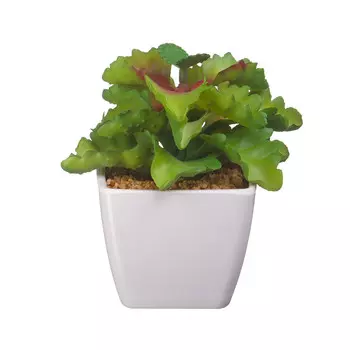 Бодан в кашпо