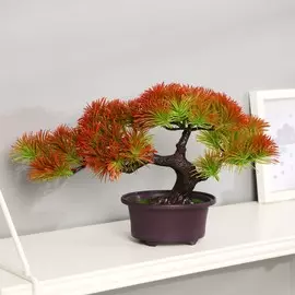 Бонсай в горшке