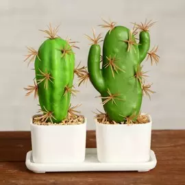 Бонсай в горшке