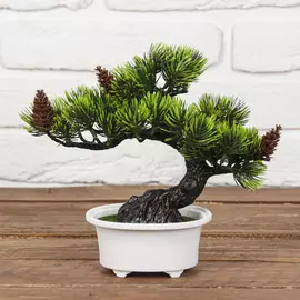 Бонсай в горшке