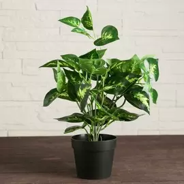 Бонсай в горшке