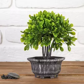 Бонсай в горшке