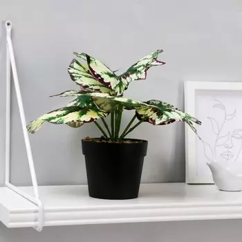 Бонсай в горшке