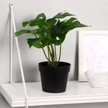 Бонсай в горшке