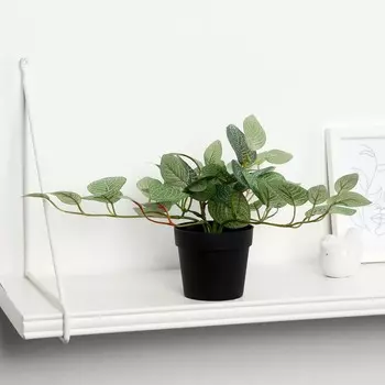 Бонсай в горшке