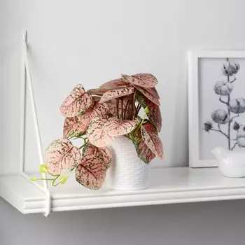 Бонсай в горшке