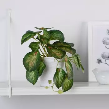 Бонсай в горшке