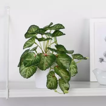 Бонсай в горшке