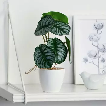 Бонсай в горшке