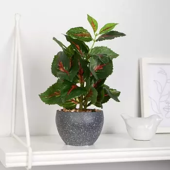 Бонсай в горшке