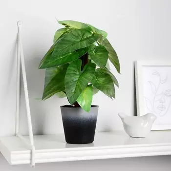 Бонсай в горшке