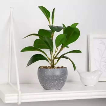 Бонсай в горшке