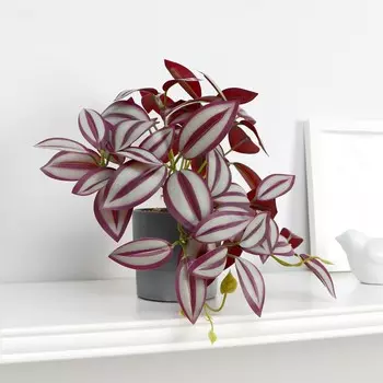 Бонсай в горшке