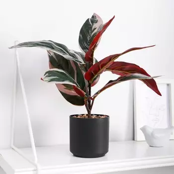 Бонсай в горшке