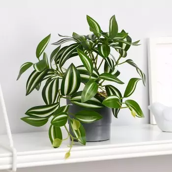 Бонсай в горшке