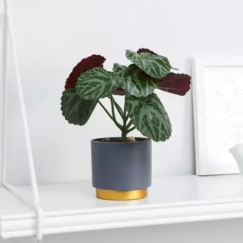 Бонсай в горшке