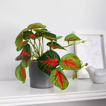 Бонсай в горшке