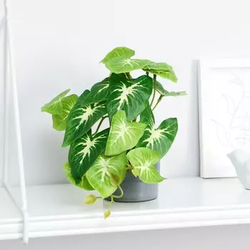 Бонсай в горшке