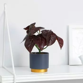 Бонсай в горшке