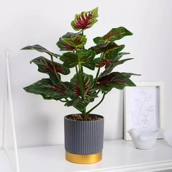 Бонсай в горшке