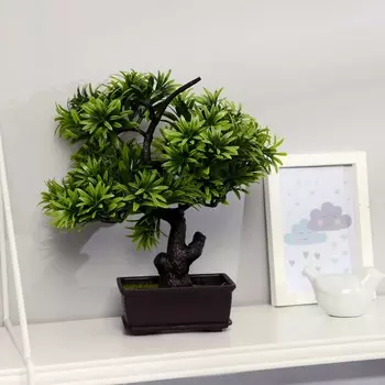 Бонсай в горшке