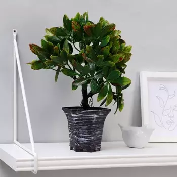 Бонсай в горшке