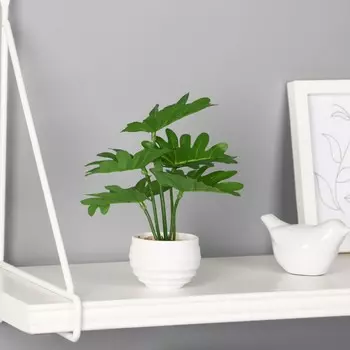 Бонсай в горшке