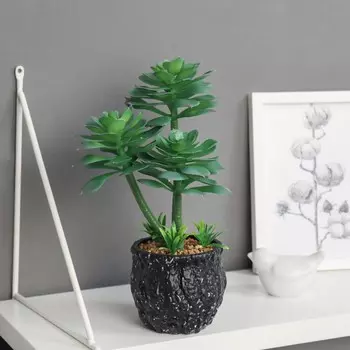 Бонсай в горшке