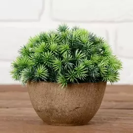 Бонсай в горшочке