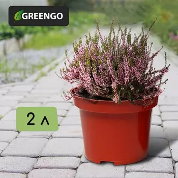 Горшок для рассады, 2 л, d = 17 см, h = 13 см, терракот, greengo