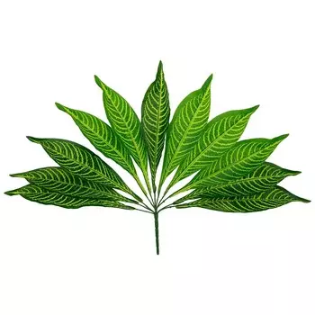 Калатея искусственная