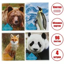 Набор тетрадей, 96 листов в клетку, calligrata