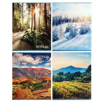 Набор тетрадей, 96 листов в клетку, calligrata