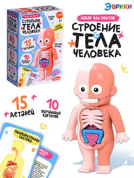 Набор для опытов по анатомии