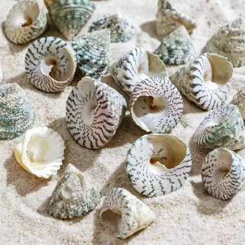 Набор ракушек,