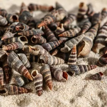 Набор ракушек батиллярия, 100 г