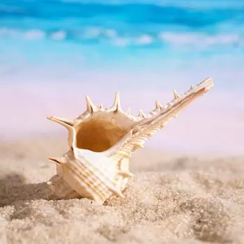 Набор ракушек мурекс трапа, 100 г