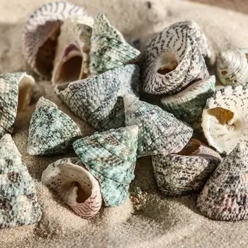 Набор ракушек тектус фенестратус, 100 г